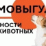 Чем опасен самовыгул для вашего питомца? - Белокатайский район